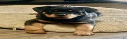 Rottweiler dogs for sale: Napoleon - Ad 6