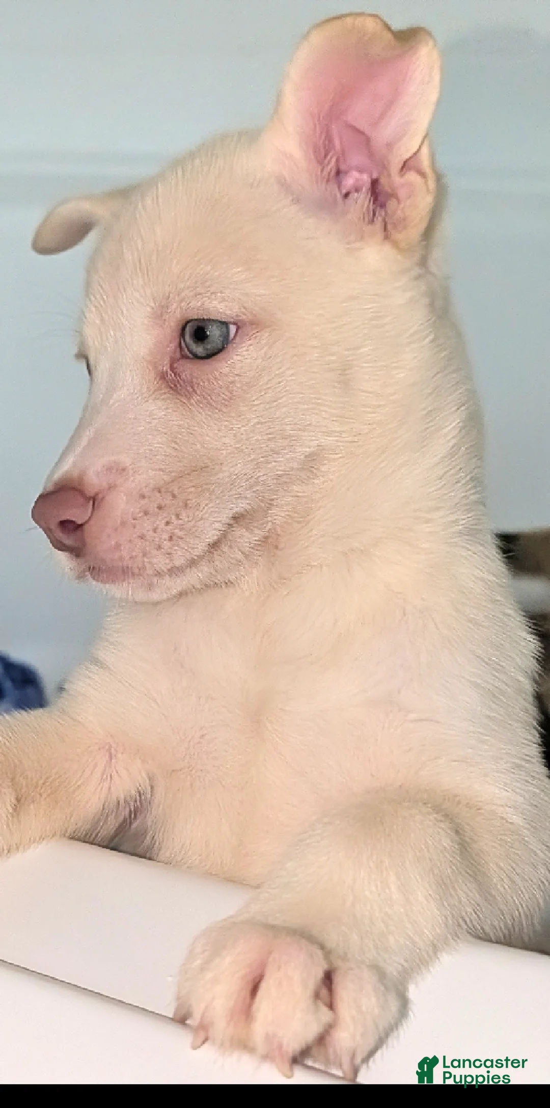 Pitsky dogs for sale: Frozen - Ad 2