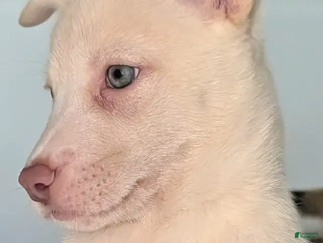 Pitsky dogs Frozen - Ad 2