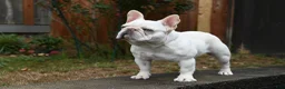 French Bulldog dogs for stud: Casper  - Ad 5