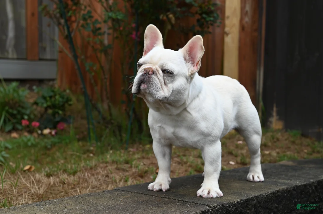 French Bulldog dogs for stud: Casper  - Ad 1