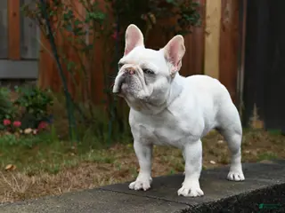 French Bulldog dogs for stud: Casper - Ad 2