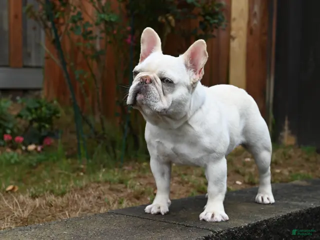 French Bulldog dogs for stud: Casper - Ad 1