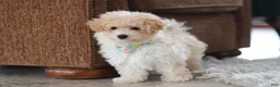 Maltipoo dogs for sale: Bodie - Ad 11