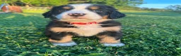 Bernese Mountain Dog dogs for sale: Berner bunch - Ad 18