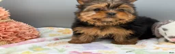 Yorkshire Terrier dogs for sale: Dawn - Ad 1