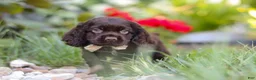 Cocker Spaniel dogs for sale: Denver - Ad 9