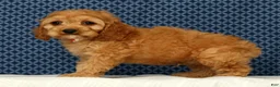 Cockapoo dogs for sale: Charlie - Ad 5