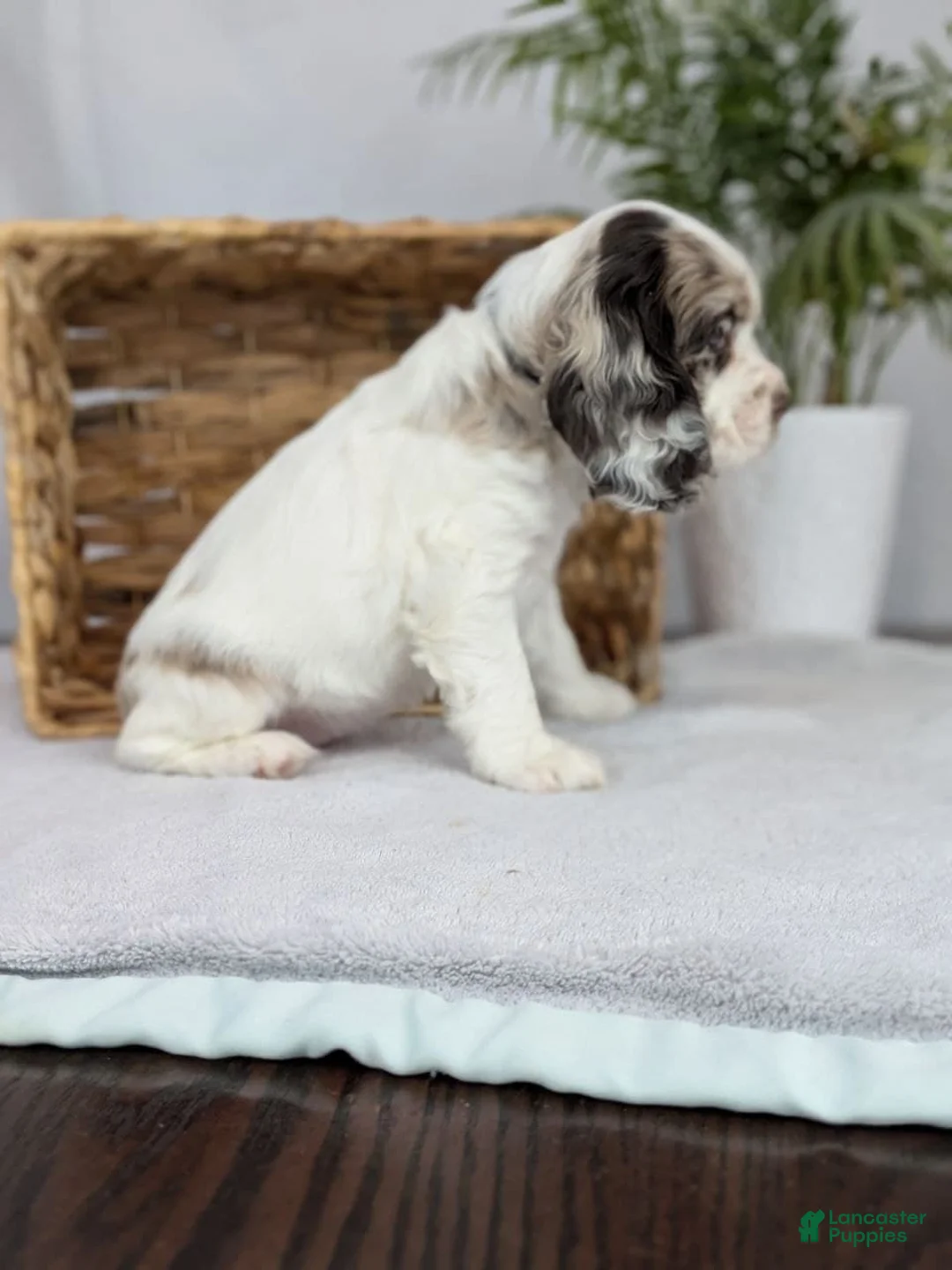 Cocker Spaniel dogs for sale: Cocker Spaniel Puppy 3 - Ad 7