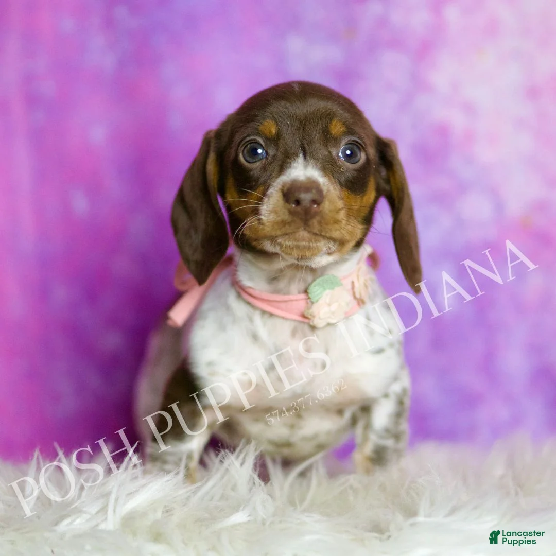 Miniature Dachshund dogs for sale: Jade - Ad 2