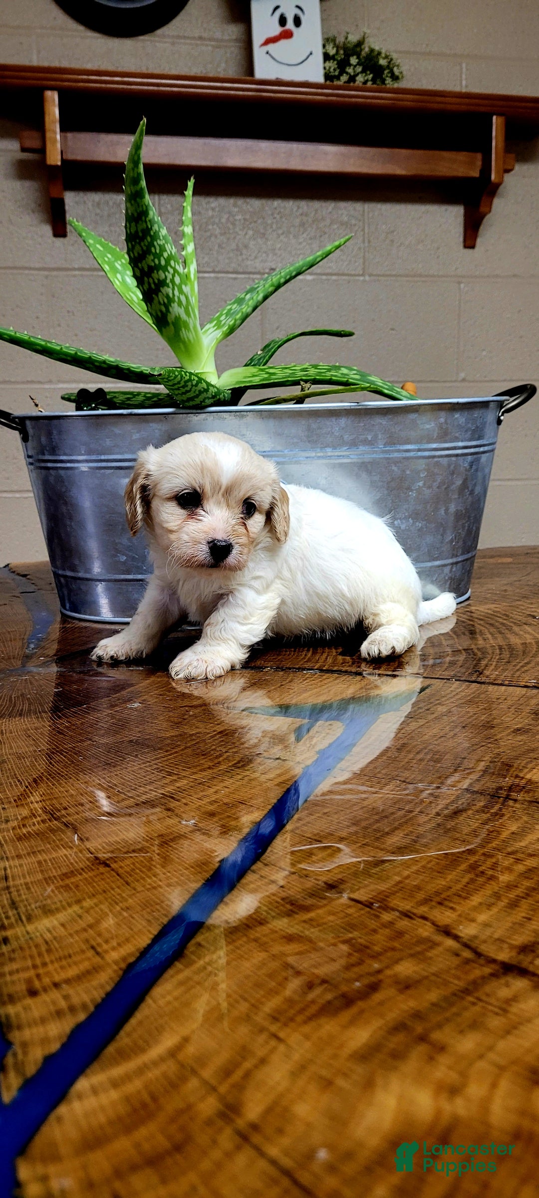 Cavachon dogs for sale: Chloe - Ad 4