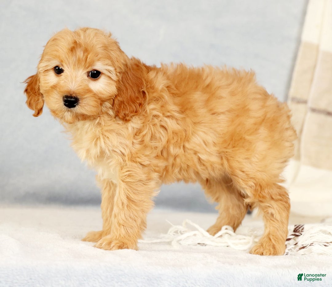 Cavapoo dogs for sale: Arthur - Ad 3