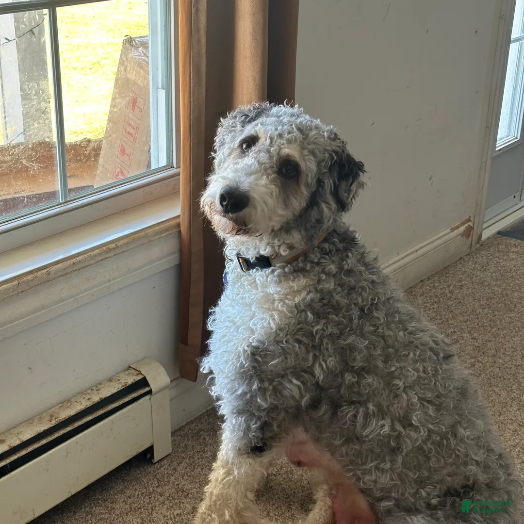 Bernedoodle dogs for sale: Darla - Ad 2