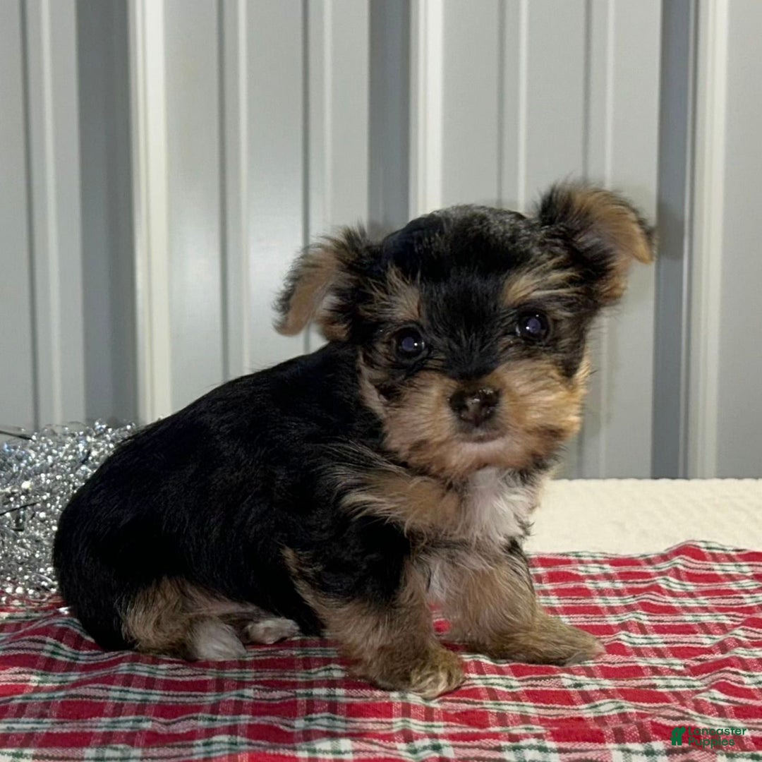Yorkshire Terrier dogs for sale: Drew  - Ad 3