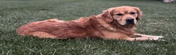 Golden Retriever dogs for sale: Indie - Ad 3