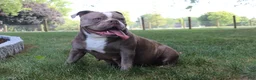 Olde English Bulldogge dogs for sale: Olde English Bulldogge 1 - Ad 2