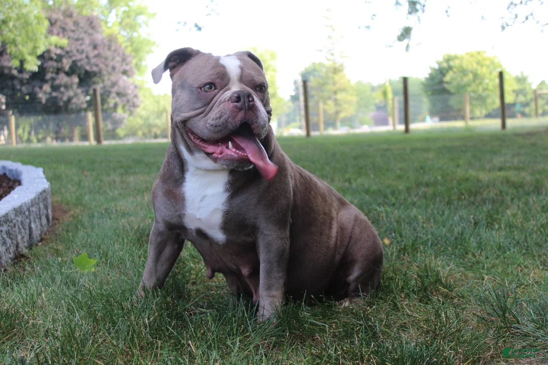 Olde English Bulldogge dogs for sale: Olde English Bulldogge 1 - Ad 2