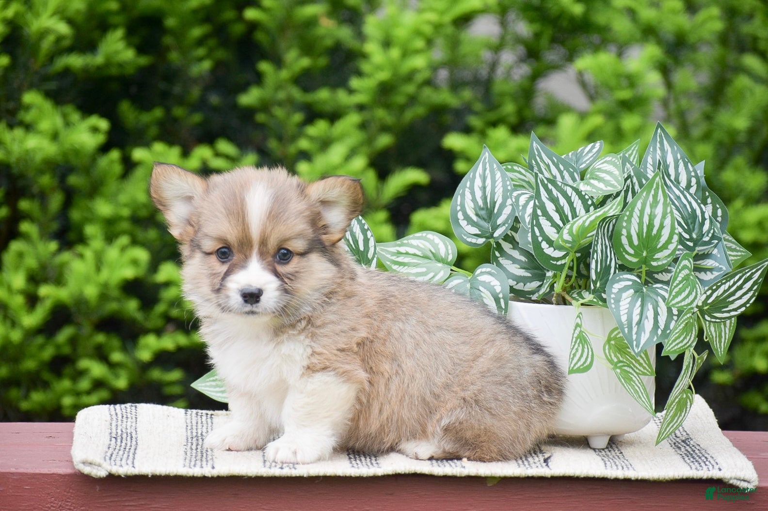 Welsh Corgi Pembroke dogs Fletcher - Ad 2
