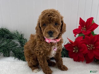 Toy Poodle dogs Ruby - Ad 31