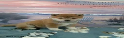 Shiba Inu dogs for sale: Wanda - Ad 5