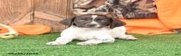 German Shorthaired Pointer dogs for sale: Starlight - Ad 4