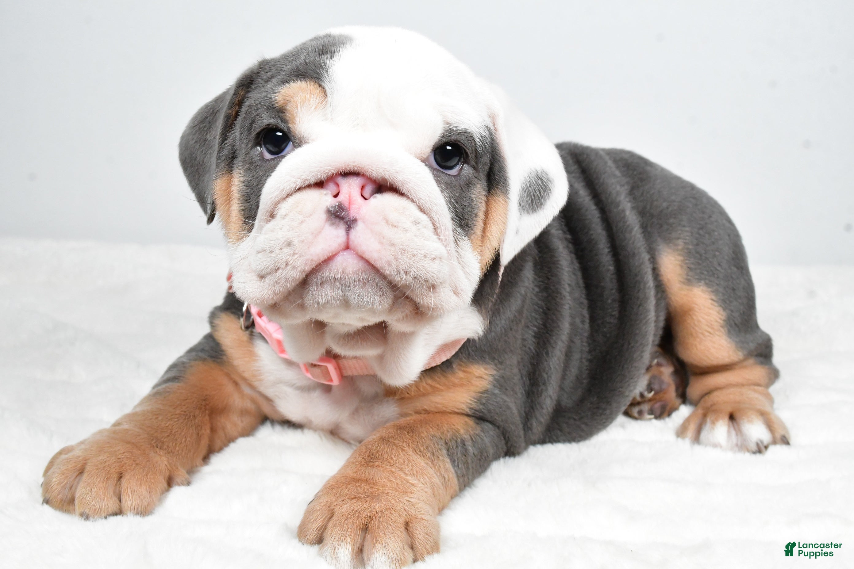 English Bulldog dogs Tonya - Ad 16