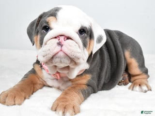 English Bulldog dogs Tonya - Ad 16