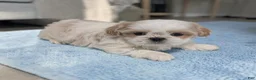 Shih Tzu dogs for sale: Zuma - Ad 3