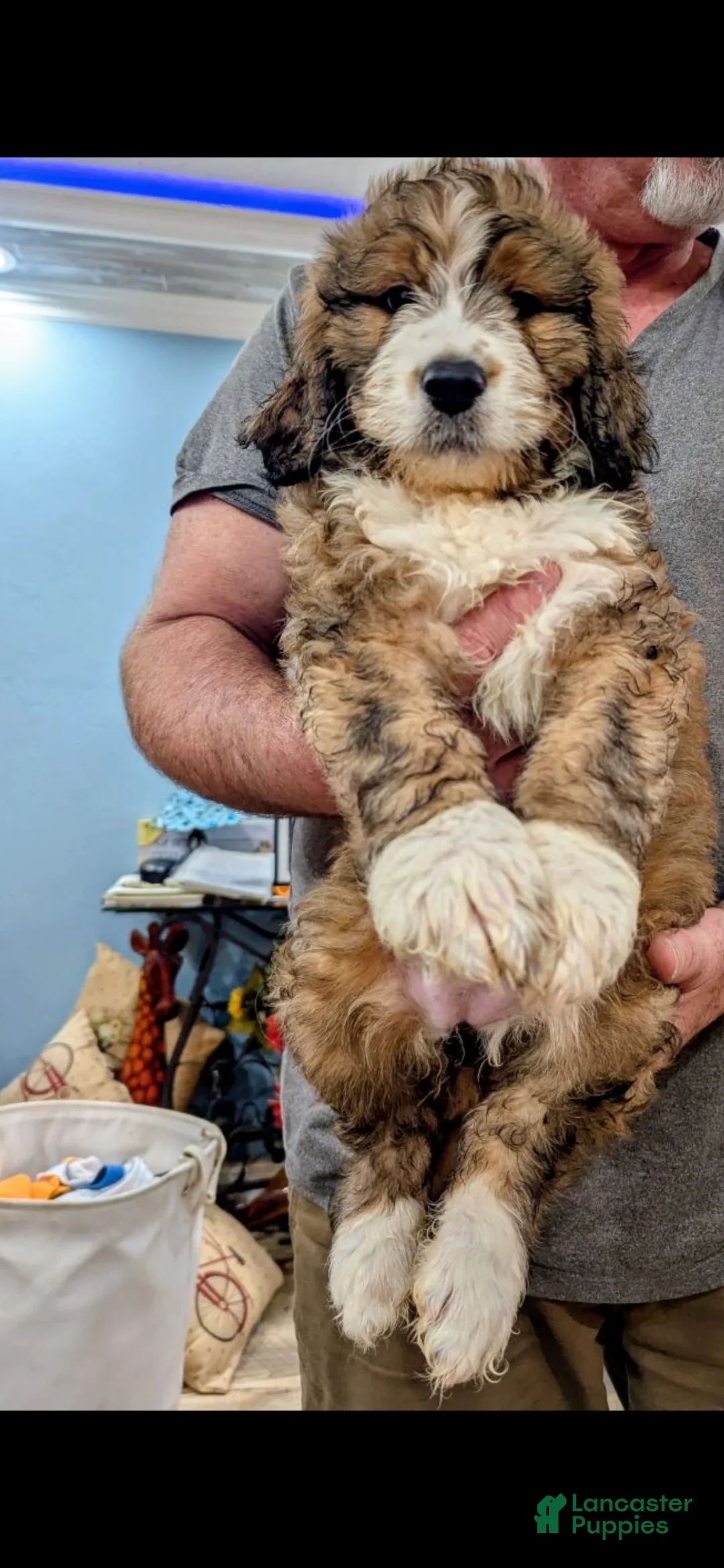 Mixed Breed dogs for sale: Sydney  - Ad 1