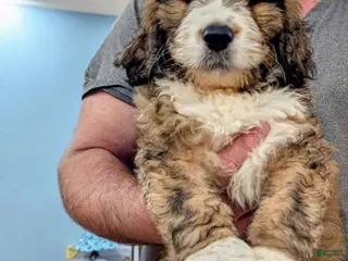 Mixed Breed dogs Sydney - Ad 19