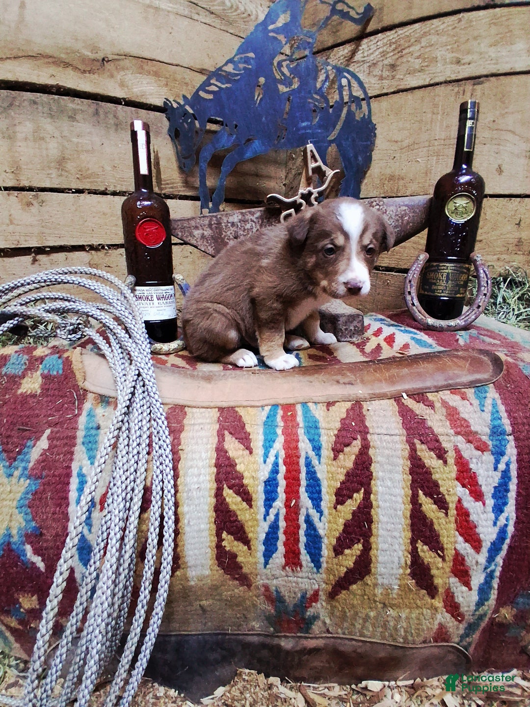 Border Collie dogs for sale: Border Collie Puppy 4 - Ad 3