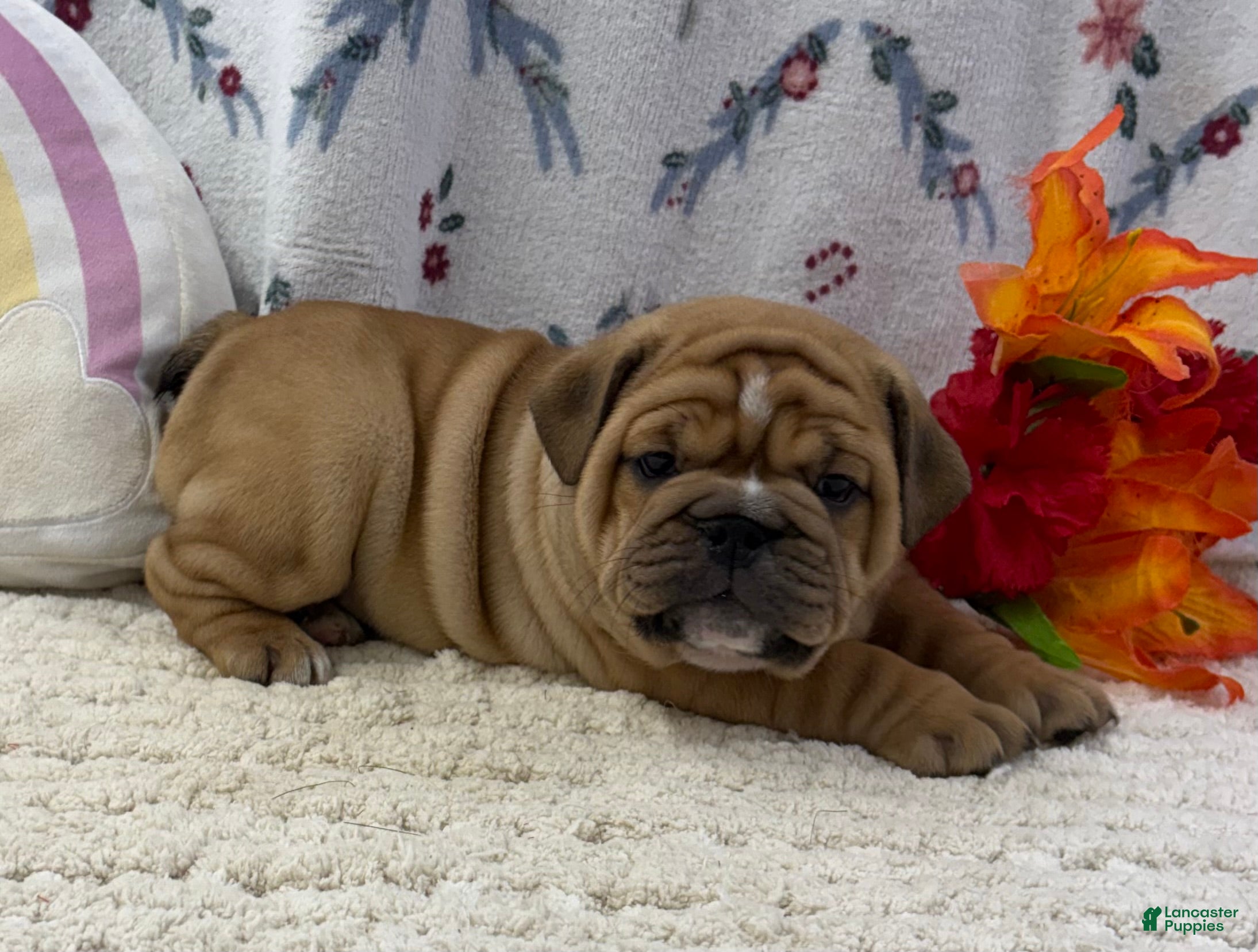 English Bulldog dogs Zesta - Ad 1