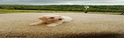 Bichpoo dogs for sale: Harry - Ad 4
