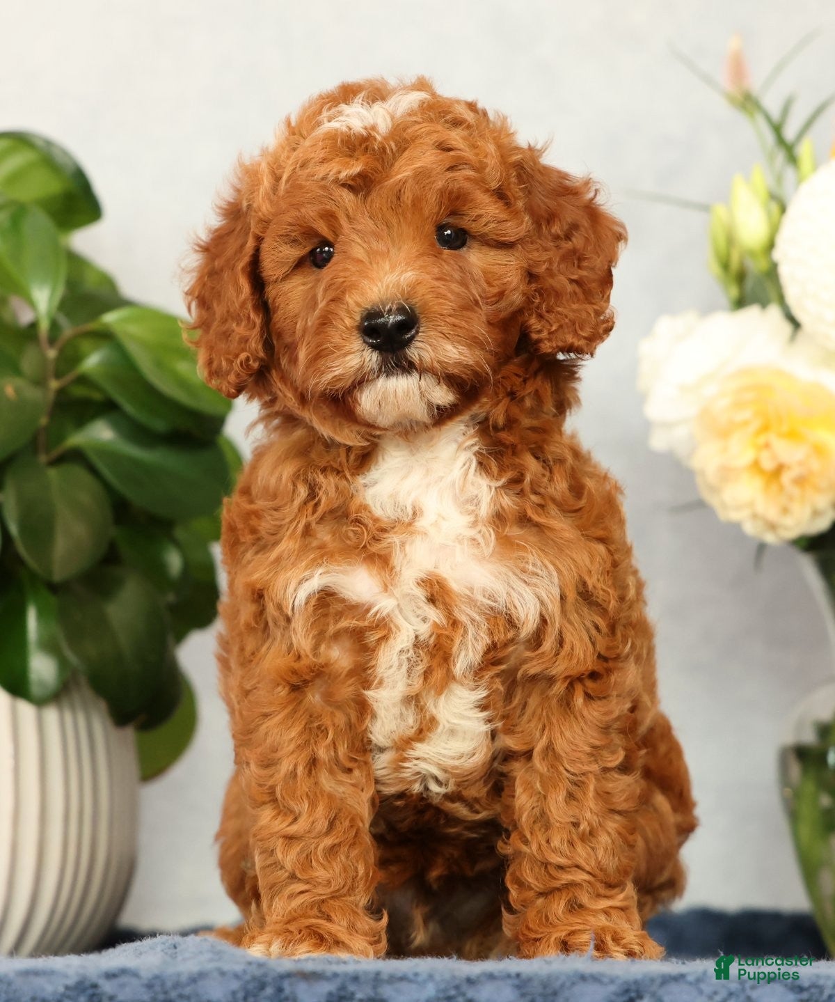 Mini Goldendoodle dogs Quinn - Ad 2