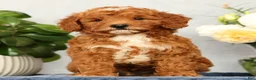 Mini Goldendoodle dogs for sale: Quinn - Ad 2