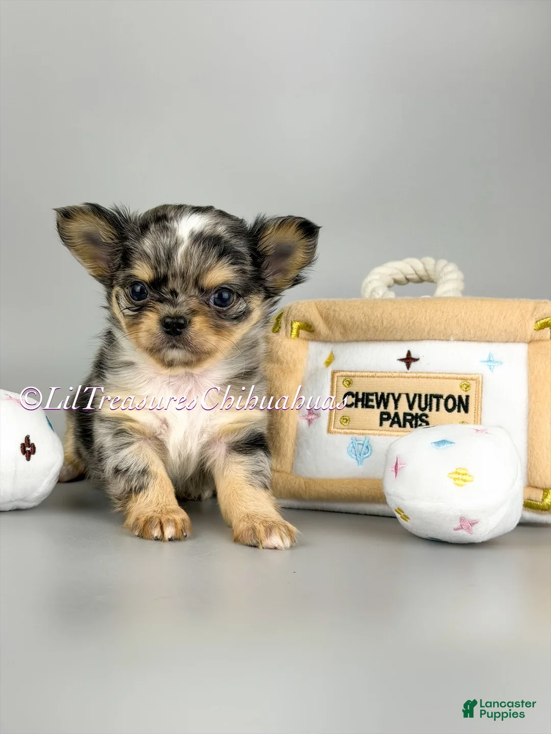 Chihuahua dogs for sale: Alani - Ad 1