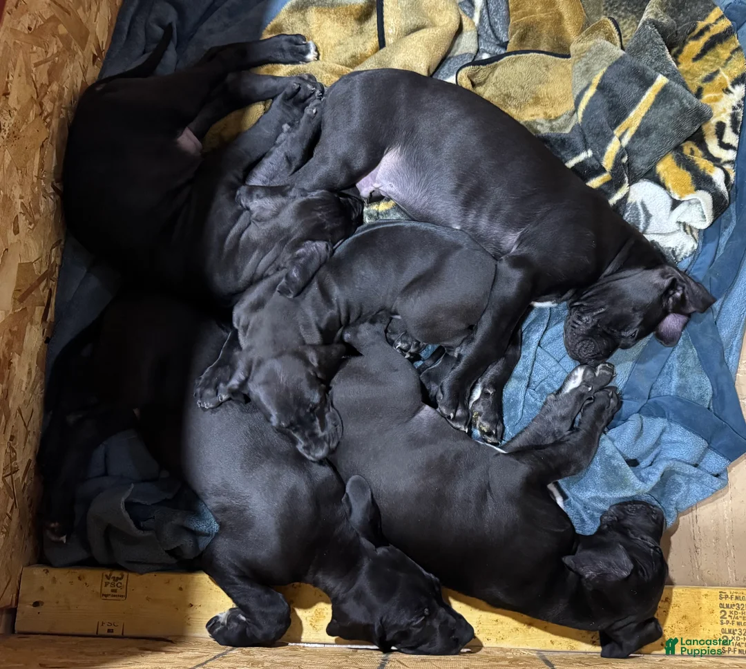 Great Dane dogs for sale: Tobie - Ad 26