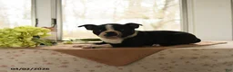 Boston Terrier dogs for sale: Hannah - Ad 4