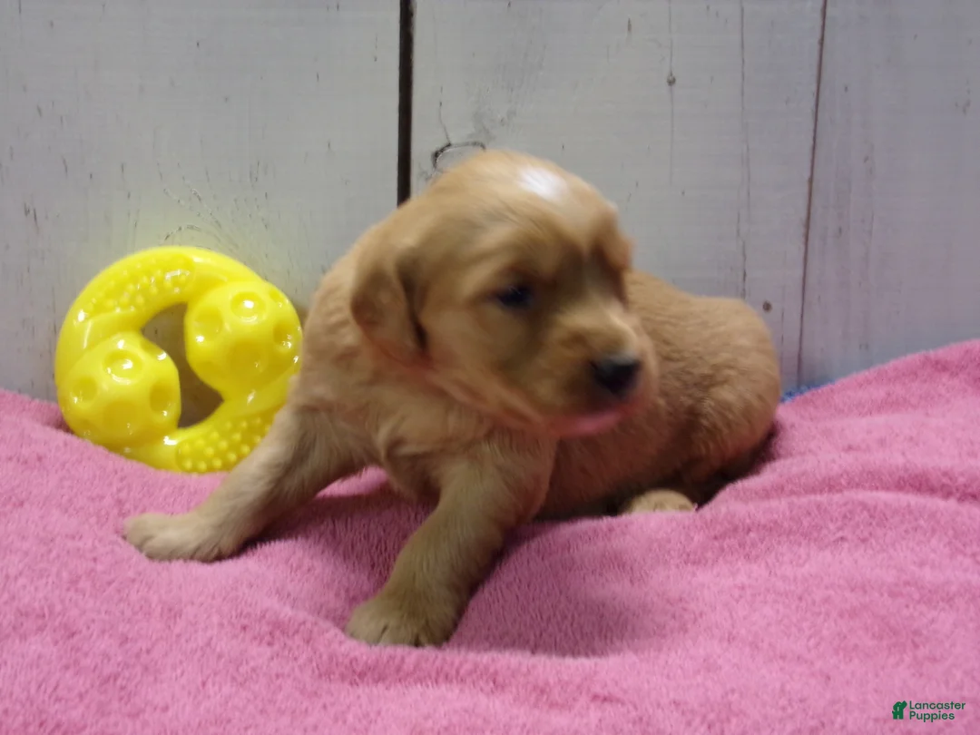 Golden Retriever dogs for sale: Beatrice - Ad 1