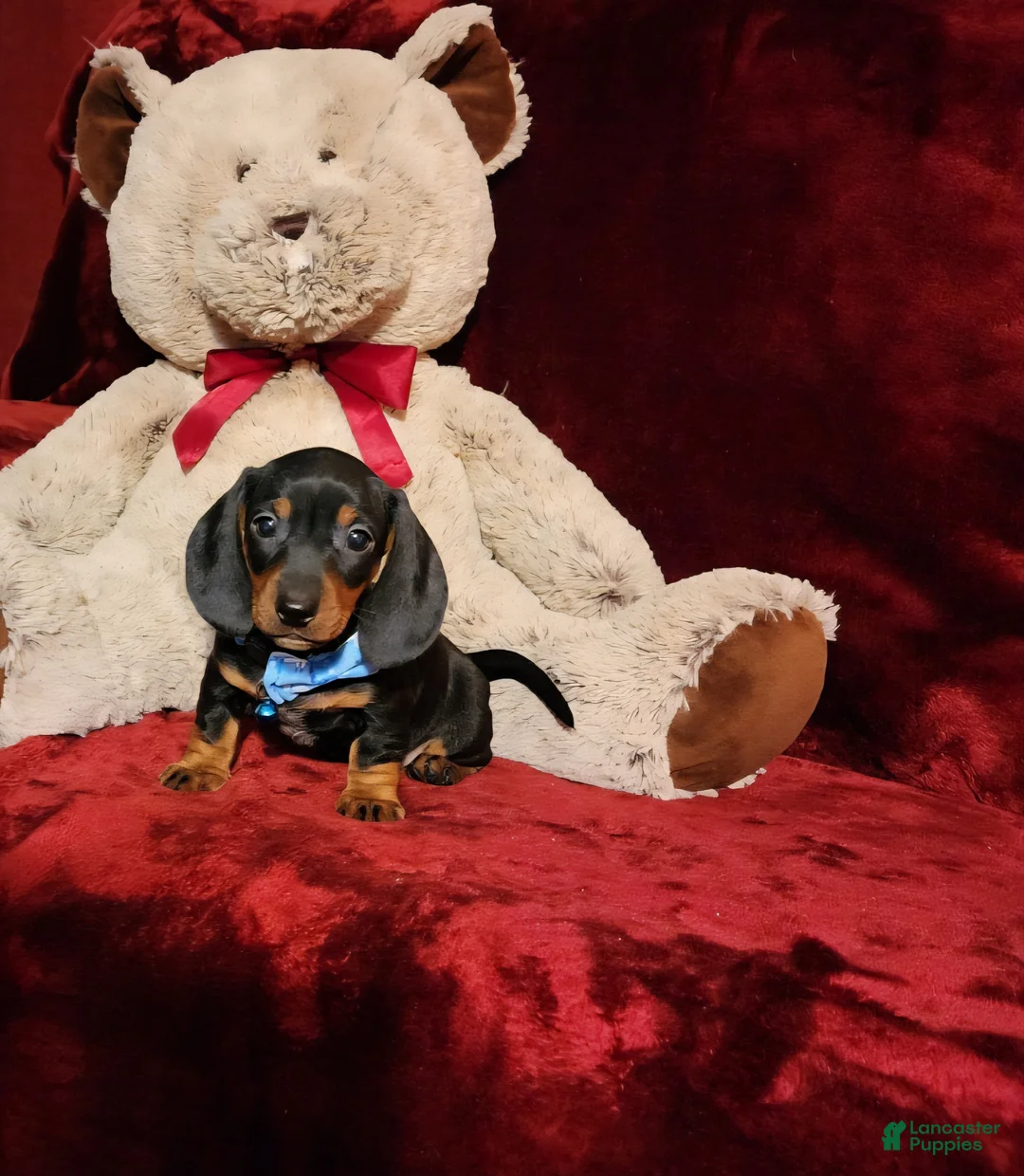 Miniature Dachshund dogs for sale: WAYLON - Ad 2