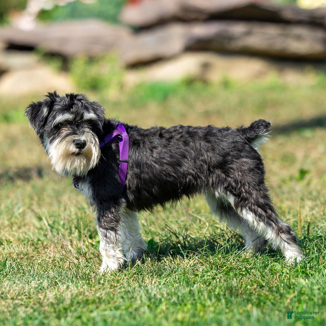 Miniature Schnauzer dogs for sale: Jasmine - Ad 2