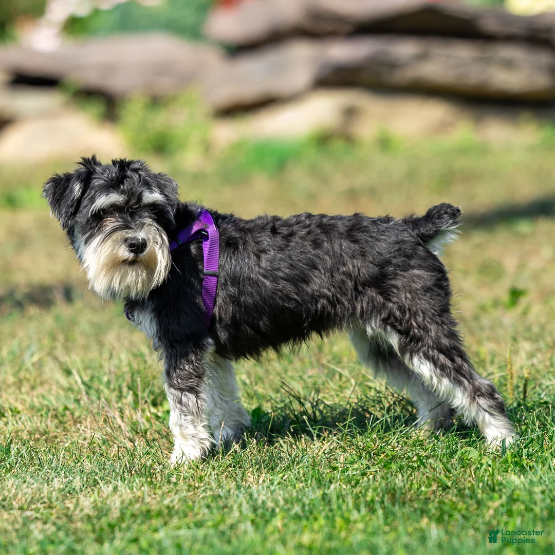 Miniature Schnauzer dogs for sale: Jasmine - Ad 2