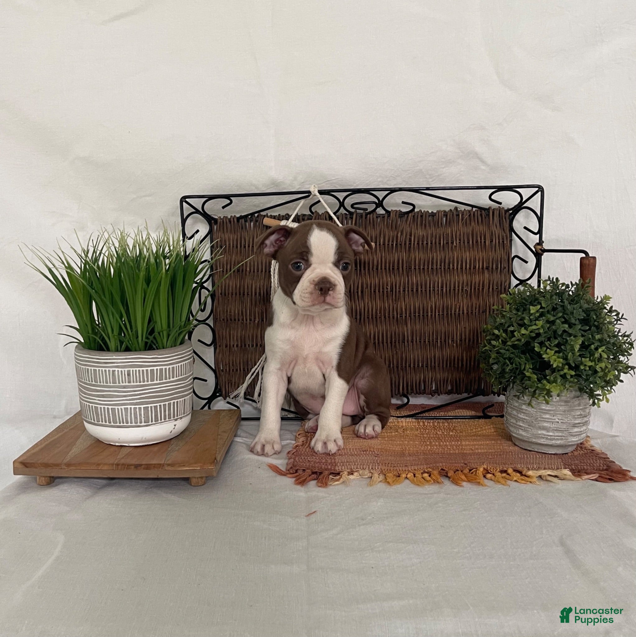 Boston Terrier dogs Dora - Ad 2