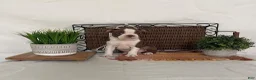 Boston Terrier dogs for sale: Dora - Ad 2