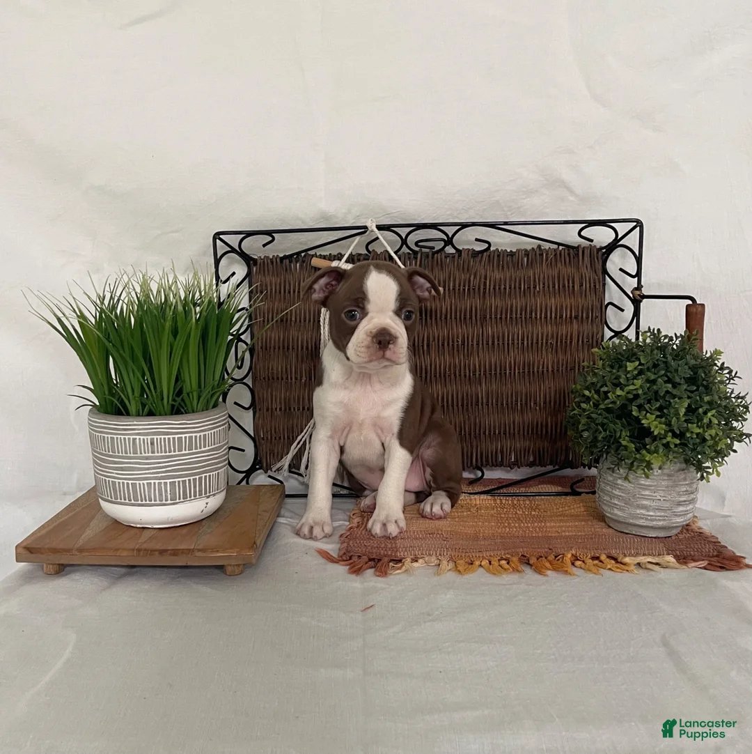 Boston Terrier dogs for sale: Dora - Ad 2