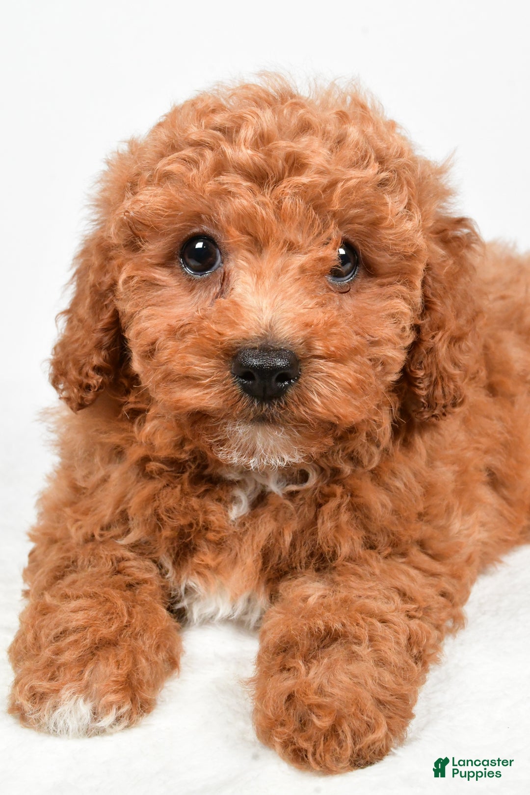 Bichpoo dogs for sale: Bella - Ad 2