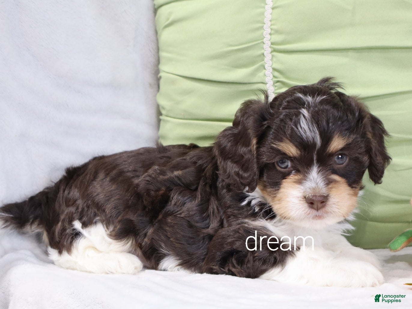 Cavapoo dogs Journey - Ad 2