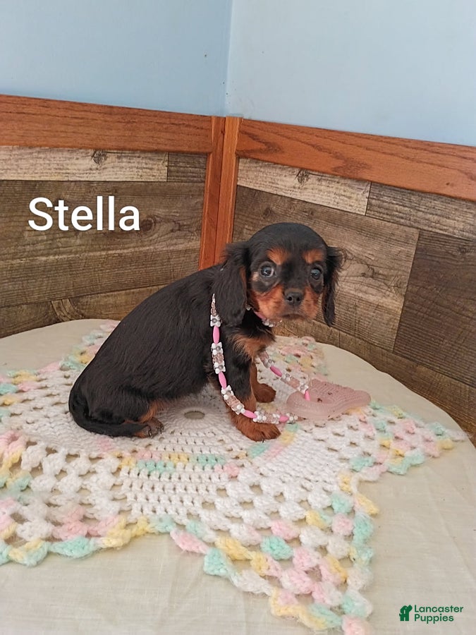 Cavalier King Charles Spaniel dogs Stella - Ad 1