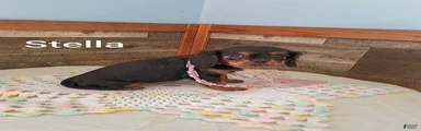Stella