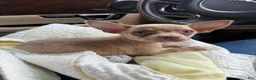 Chihuahua dogs for sale: Jasper - Ad 4